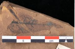 Foto (Detailansicht) von Sphaeria palaeosapindi Ettingshausen (NHMW-GEO-2024-0188-0043)